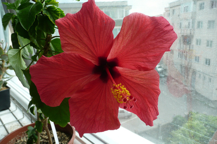 Aloha rosa
