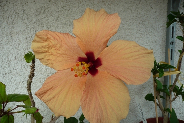 Cairo apricot