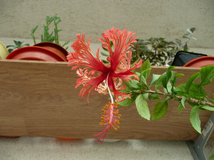 Schizopetalus - HIBISCUSI 2011