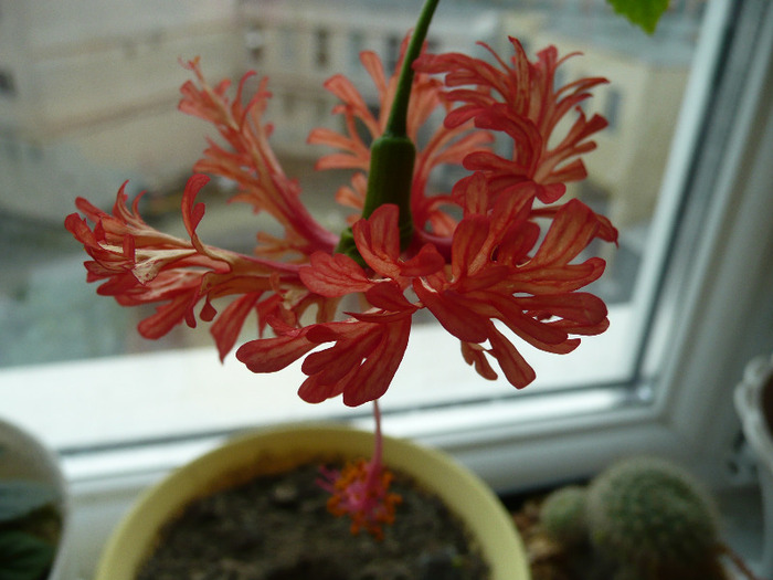 Schizopetalus