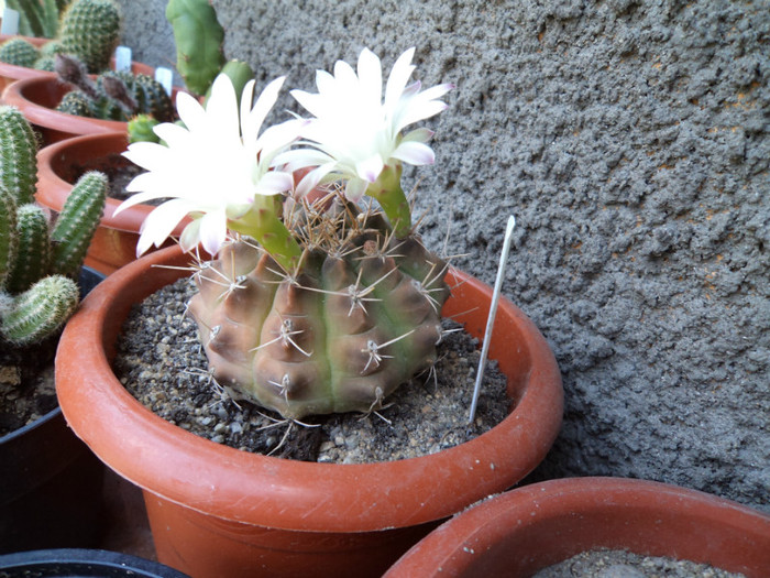 Gymnocalcium inflorit - Cactusi si suculente 2011