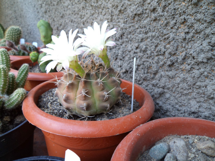 DSC00251 - Cactusi si suculente 2011