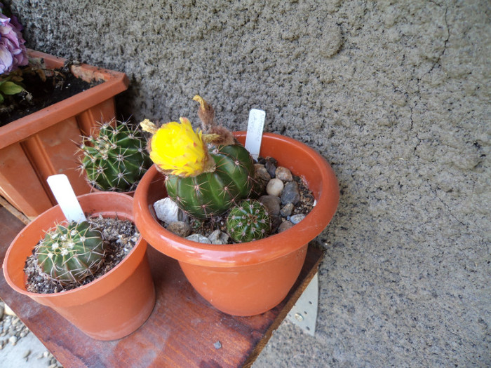 DSC00252 - Cactusi si suculente 2011