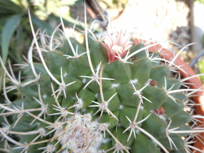 DSC00253 - Cactusi si suculente 2011