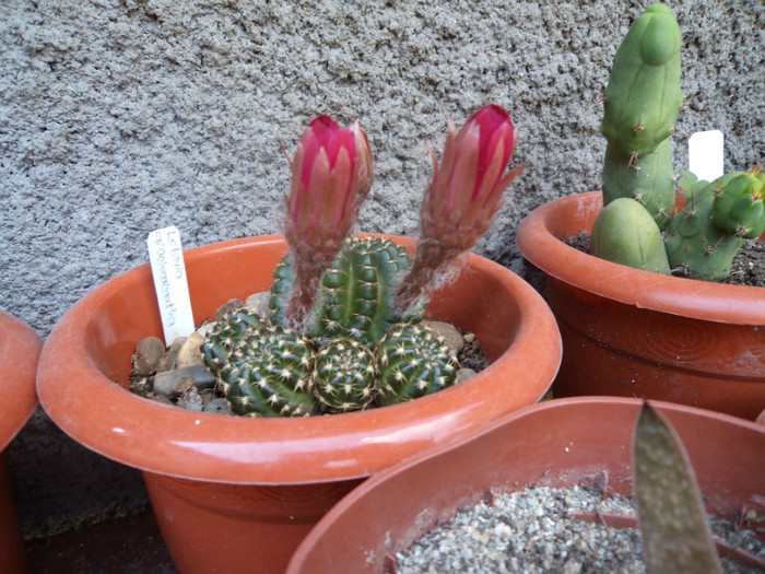 Boboci de lobivia - Cactusi si suculente 2011