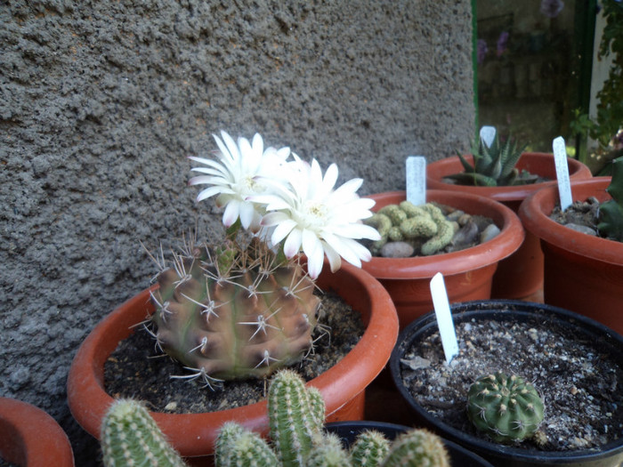 Gymno cel harnic - Cactusi si suculente 2011