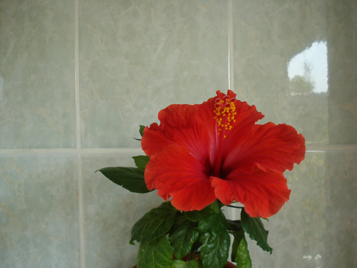 DSC09765 - FLORI 2011