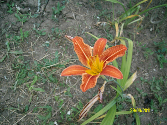 SANY1106 - Gradina de Flori 2011