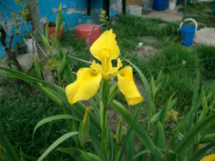 SANY0915 - Gradina de Flori 2011