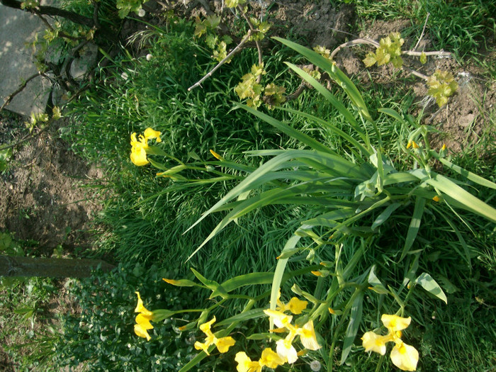 SANY0925 - Gradina de Flori 2011