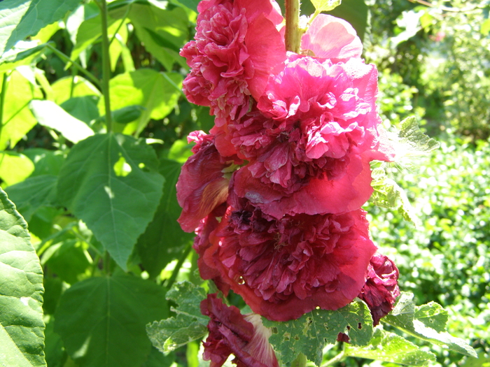 P5266374