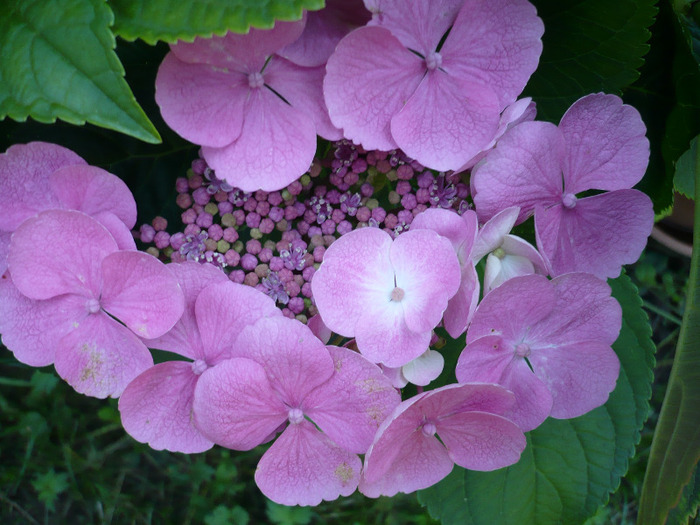 009 - hortensia 2