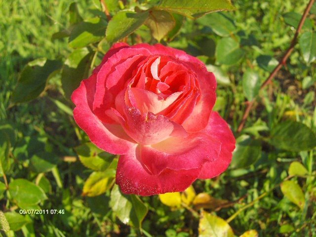 005 - 07_IULIE