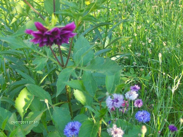 prima dalie inflorita; de la Florica
