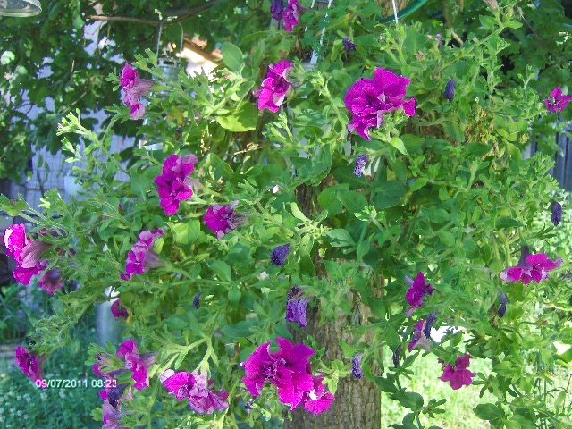 PETUNIA de la Ioana