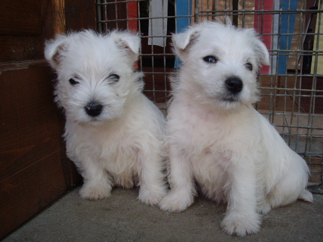 westie - West highland white terrier-Cezar