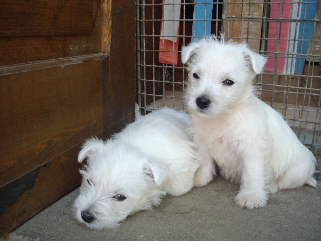 westie - West highland white terrier-Cezar