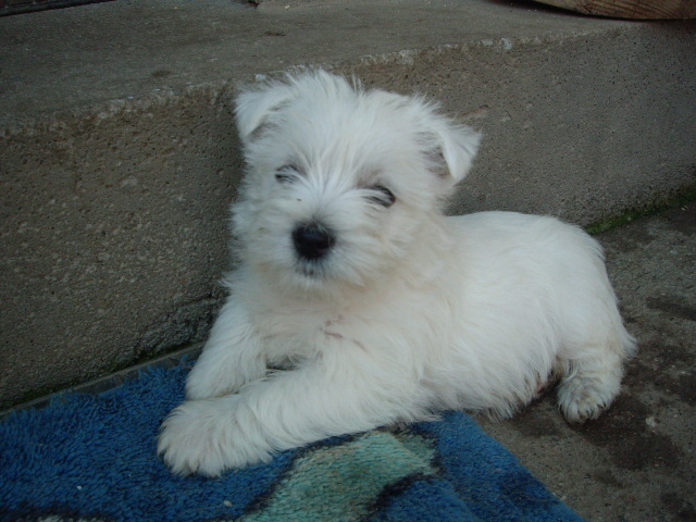 westie - West highland white terrier-Cezar