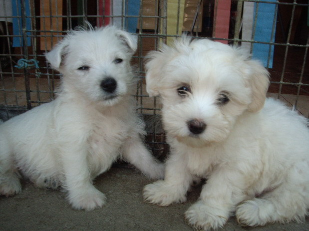 Westie- Maltese; W 6 sapt M 10 sapt
