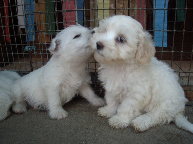 Westie-Maltese - West highland white terrier-Cezar