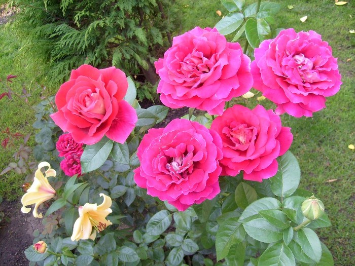 trandafir rosu cu galben pe dosul petalei; foarte parfumat si superb....isi schimba culorile in timp ce infloreste si se ofileste
