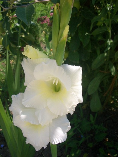 CIMG3909 - gradina 2011