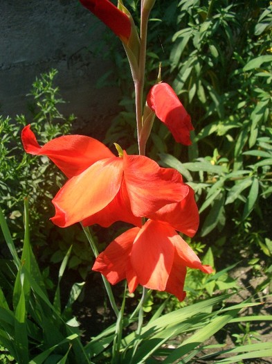 CIMG3911 - gradina 2011