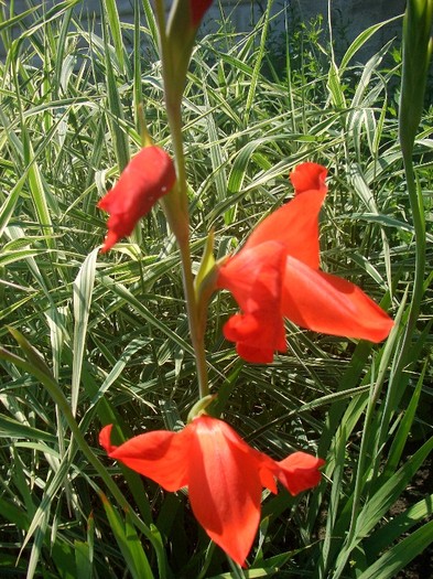 CIMG3912 - gradina 2011