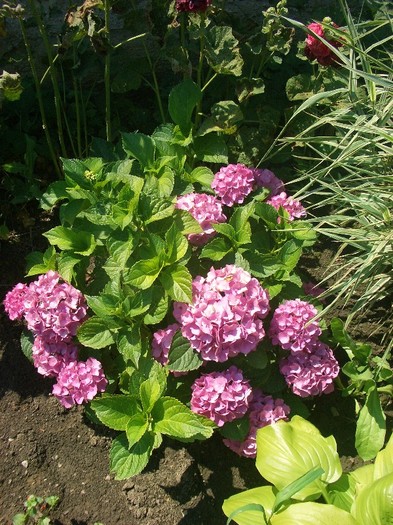CIMG3913 - gradina 2011