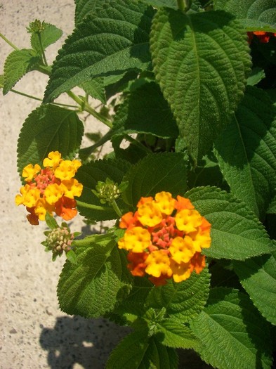 lantana - terasa 2011