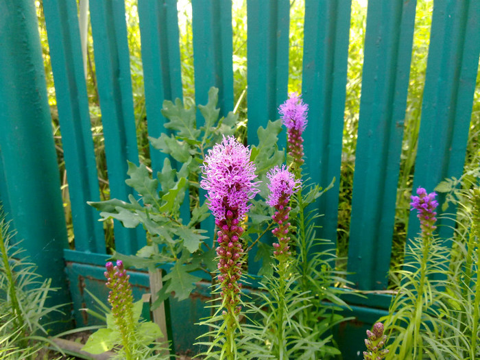 LIATRIS - VARA 2011
