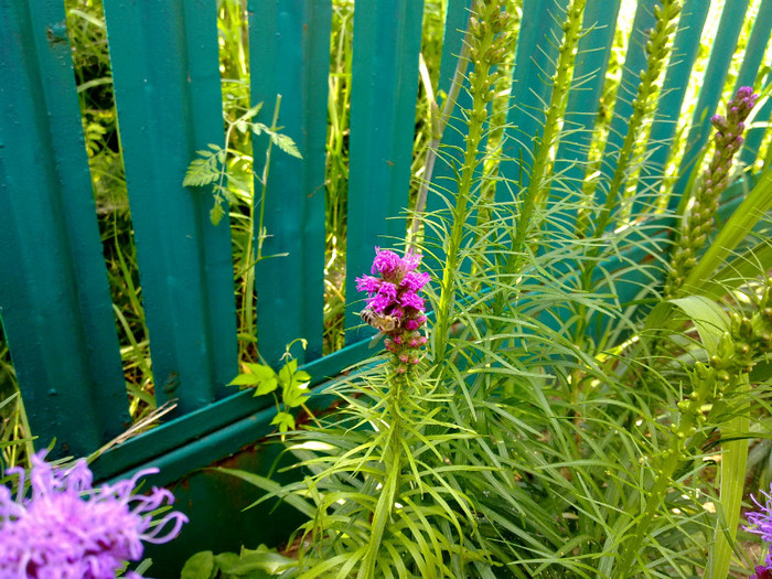 liatris - VARA 2011
