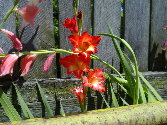 08072011680 - GLADIOLE 2011