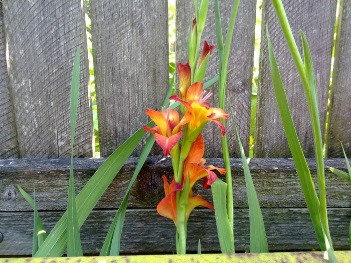 10072011699 - GLADIOLE 2011