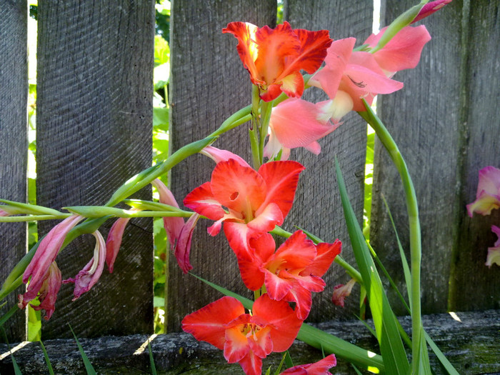 10072011700 - GLADIOLE 2011