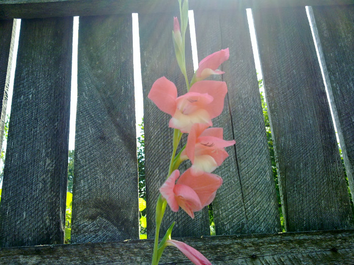 10072011701 - GLADIOLE 2011