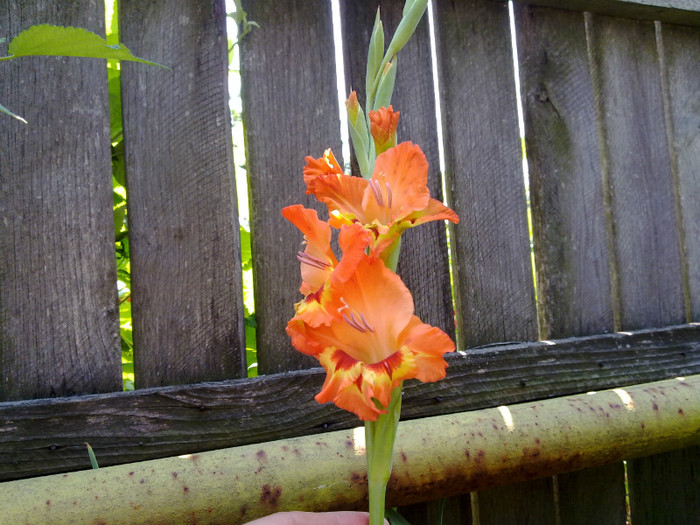 10072011702 - GLADIOLE 2011