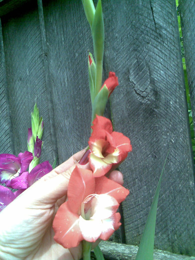 Imag011 - GLADIOLE 2011