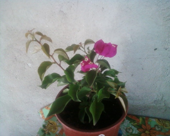 bougainvillea achizitionata azi