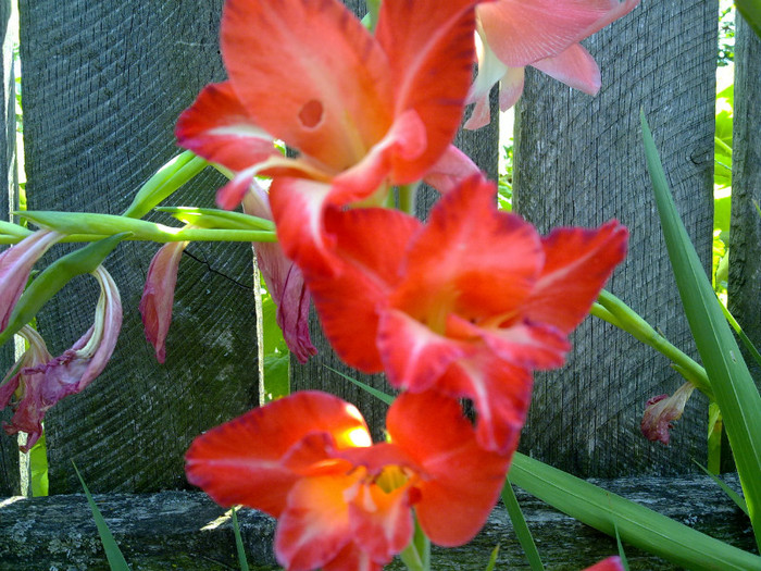 10072011708 - GLADIOLE 2011