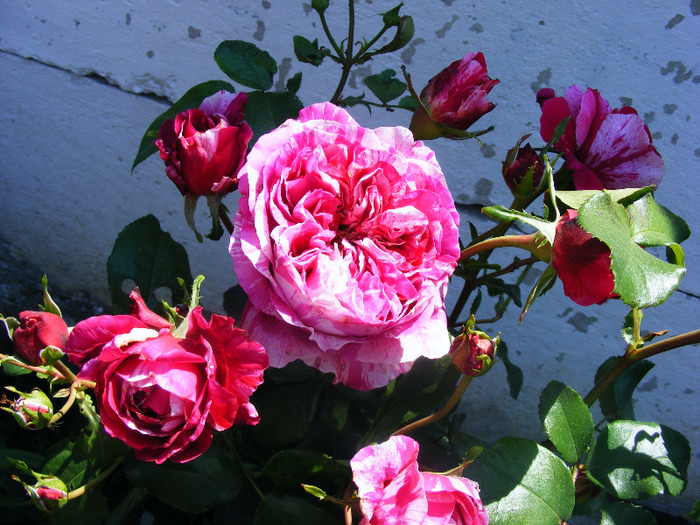 INES SASTRE-grimpant