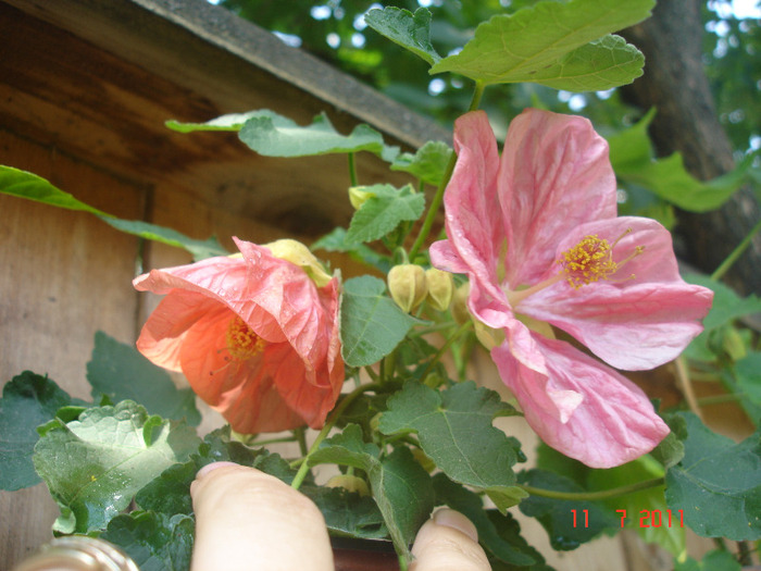 DSC02535 - Abutilon 2011