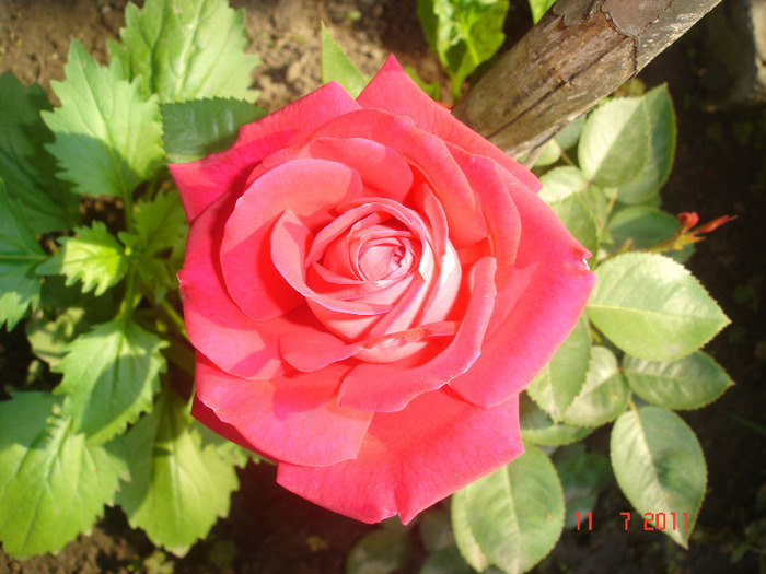 DSC02516 - gradina 2011