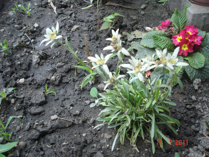 Floare de colt - gradina 2011
