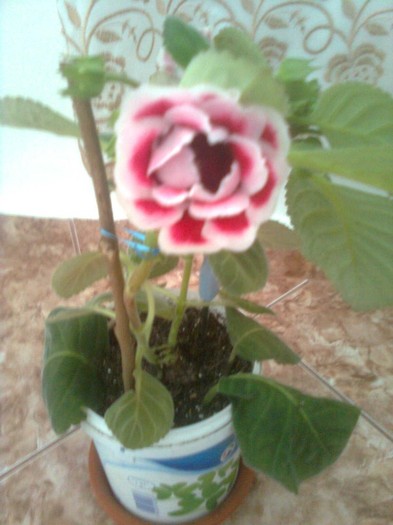 rosie cu margine alb  batuta - gloxinia 2011