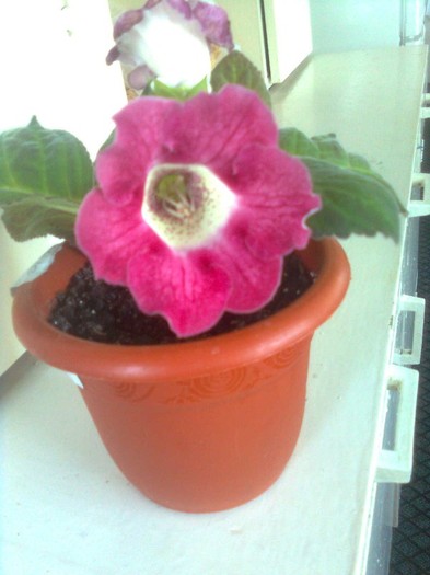 roz pintenat 11.7.2011 - gloxinia 2011