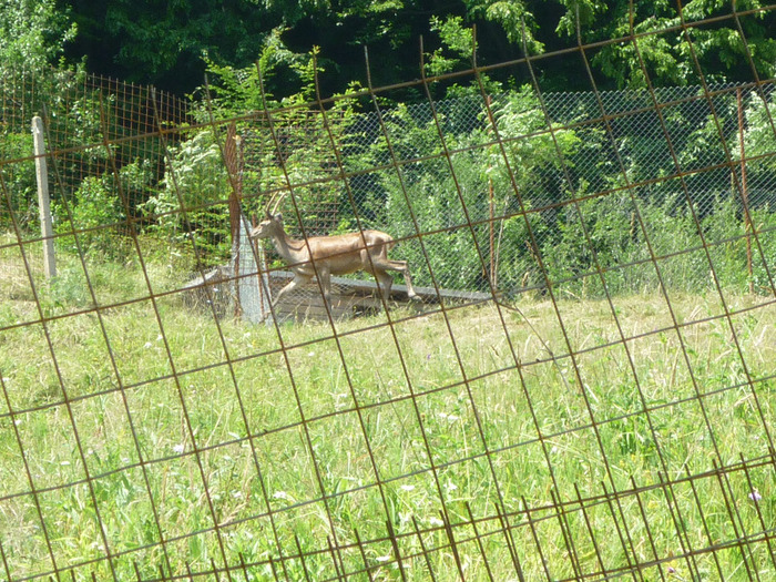 Caprioara in tarc - Valea Siriului Buzau