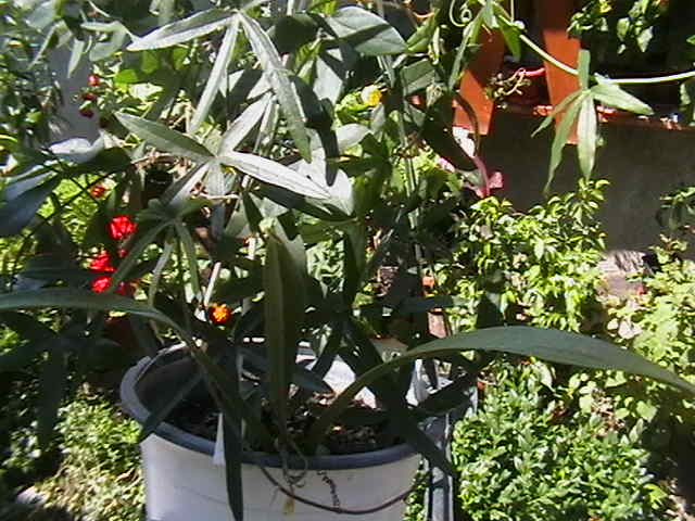 Picture 028