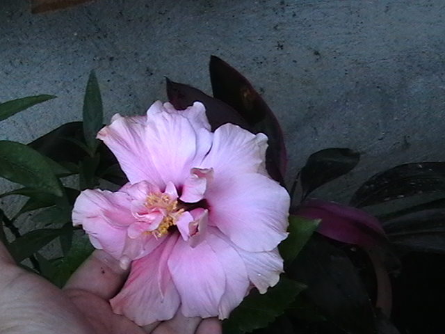 Picture 004