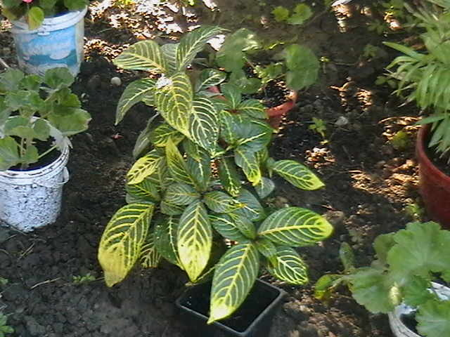 aphelandra s-a dus